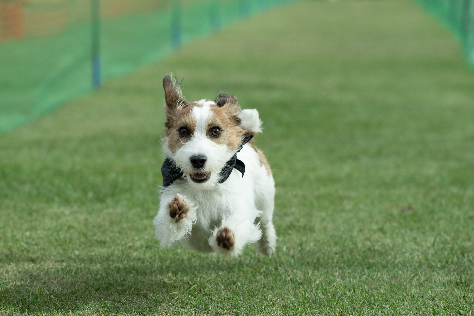 50mスプリント・50ｍハードル走結果発表(Jack Russell Terrier）