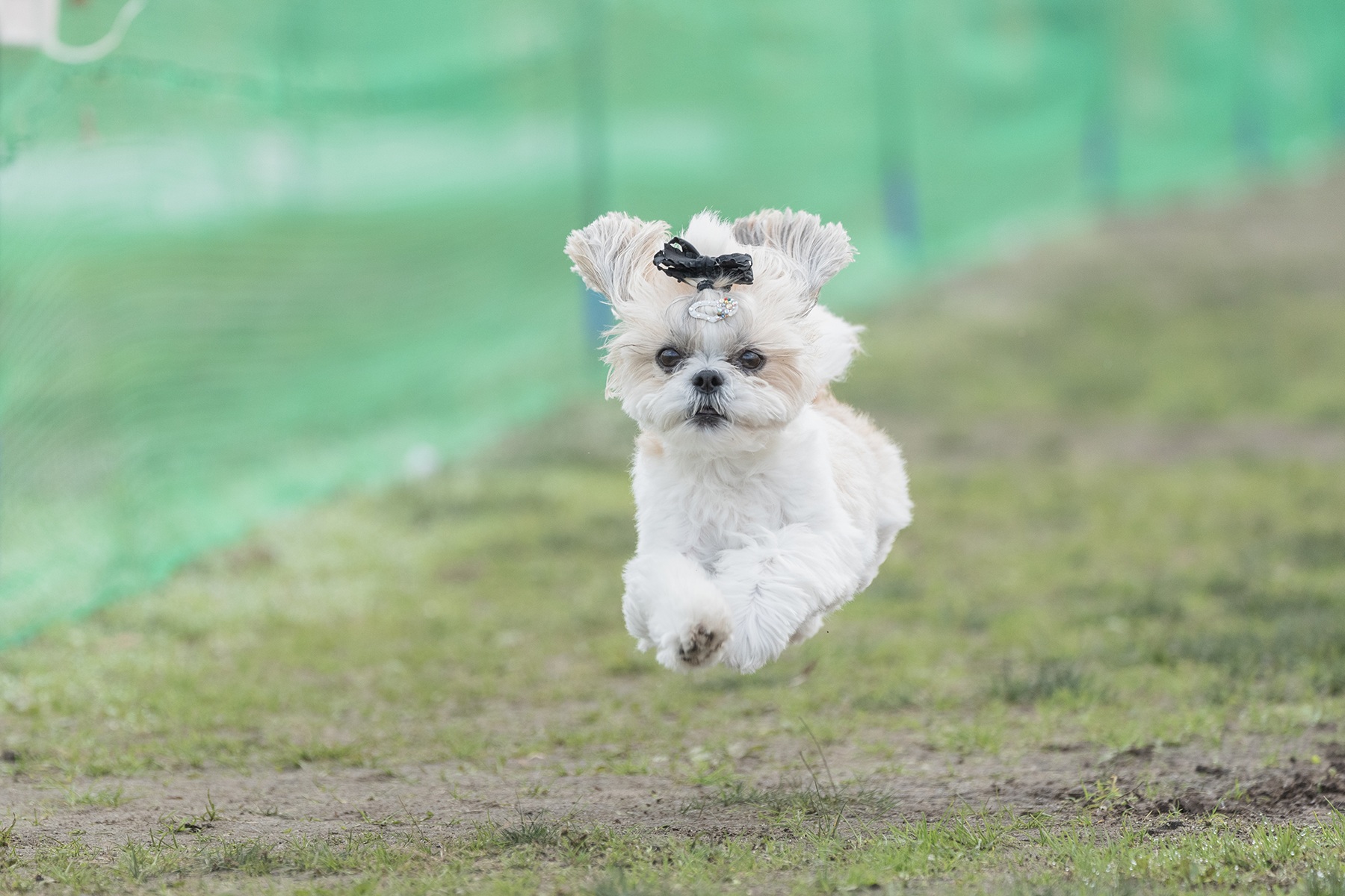 50mスプリント&ハードル走(Shih Tzu)