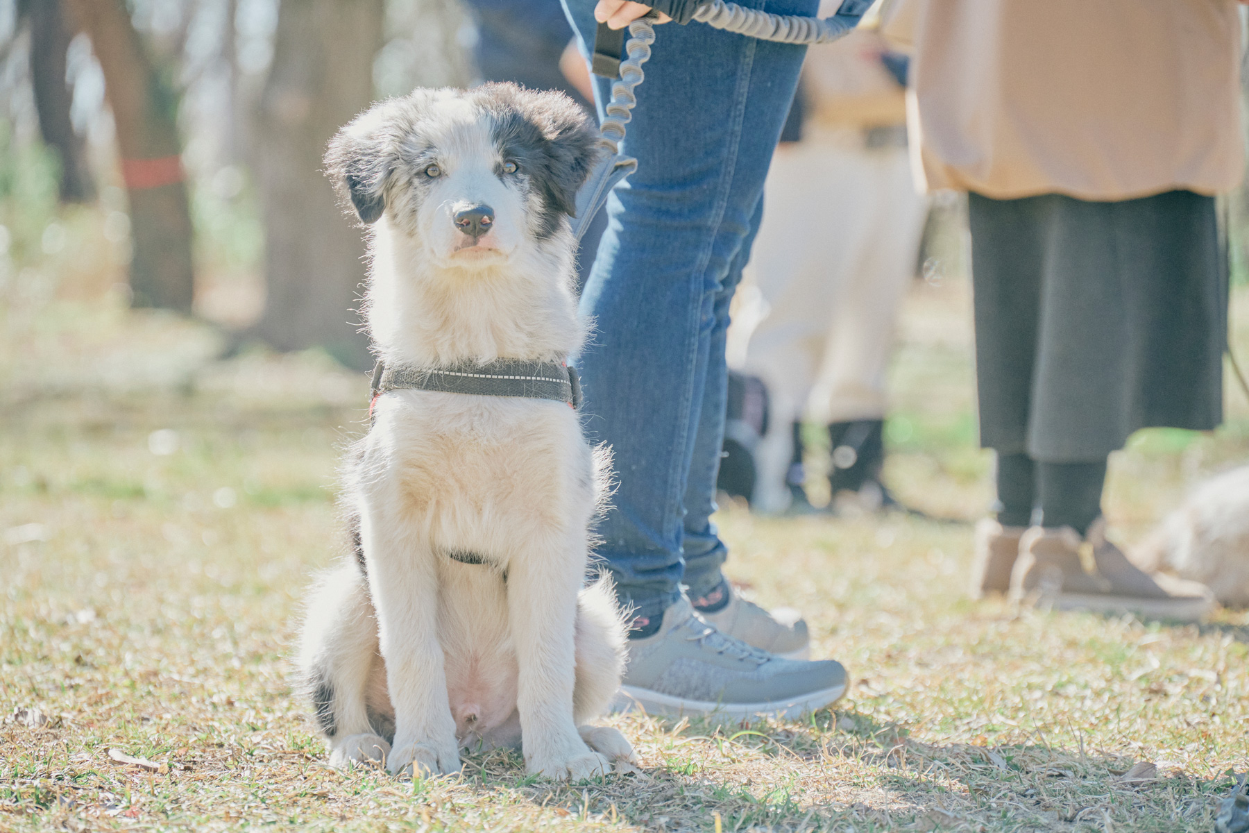 パピーセミナー(Border Collie)