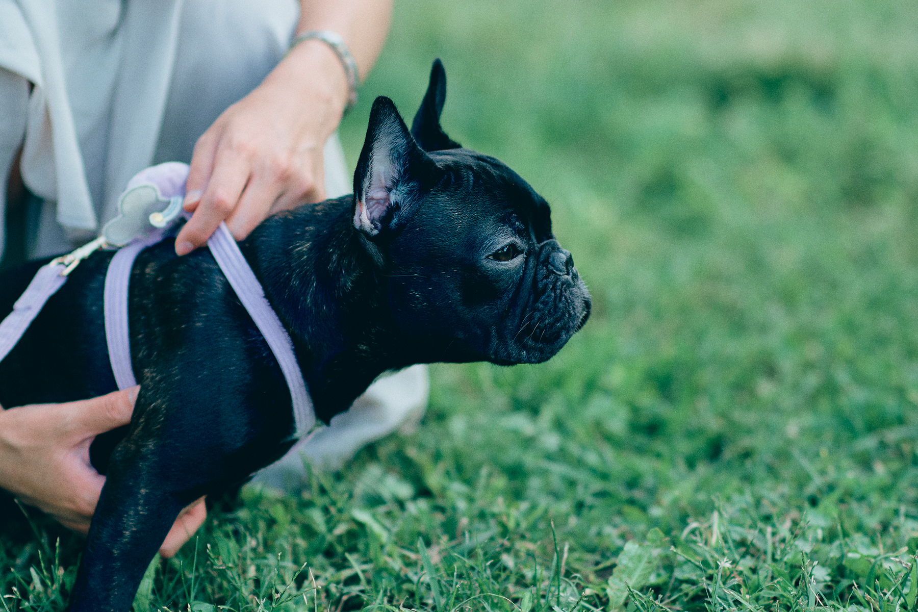 パピーセミナー(French Bulldog)