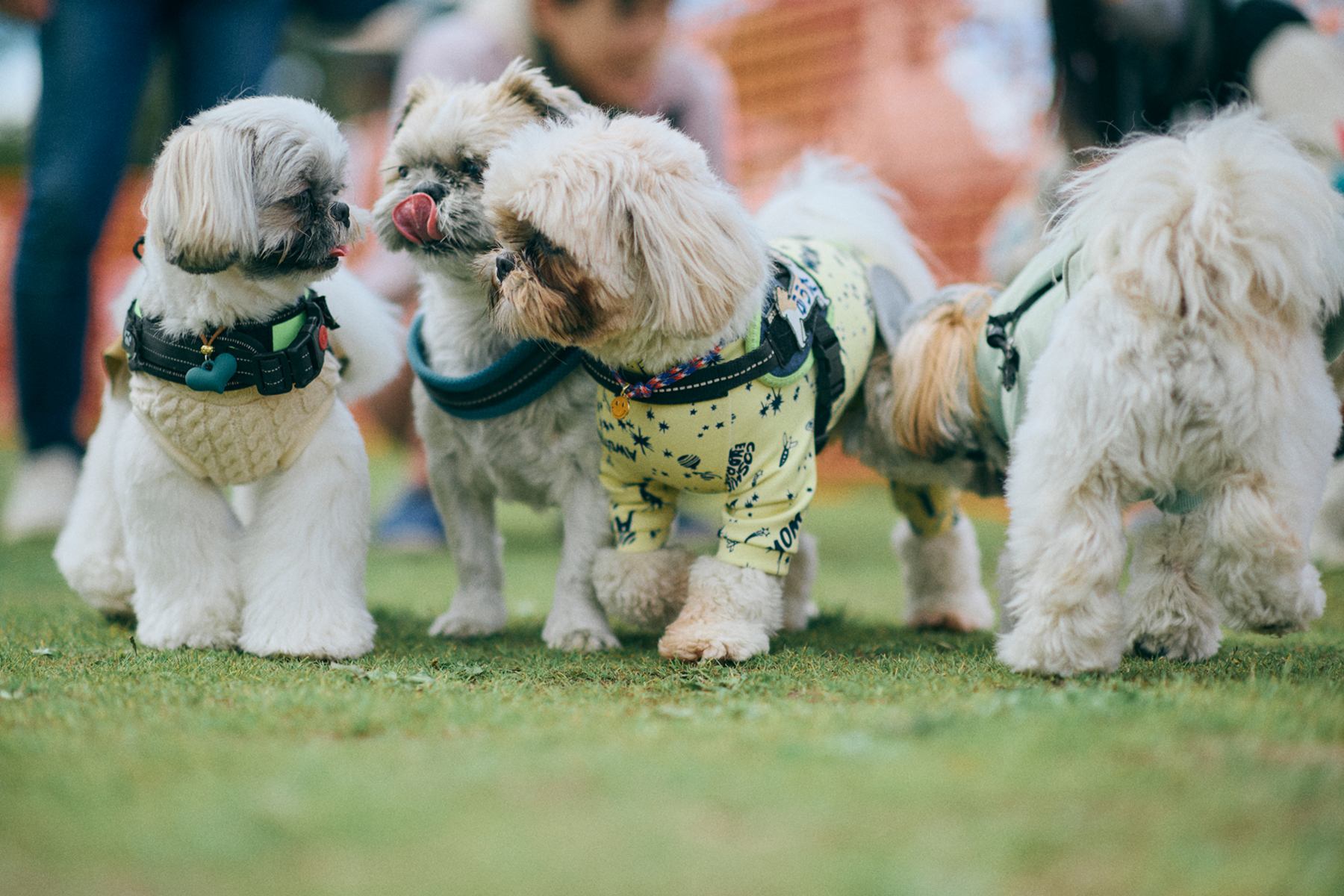 ドッグラン(Shih Tzu)