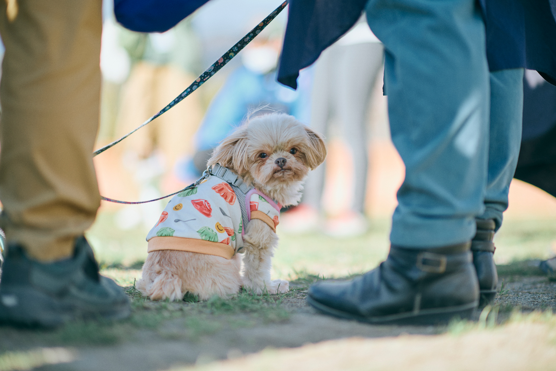 パピーセミナー(Shih Tzu)