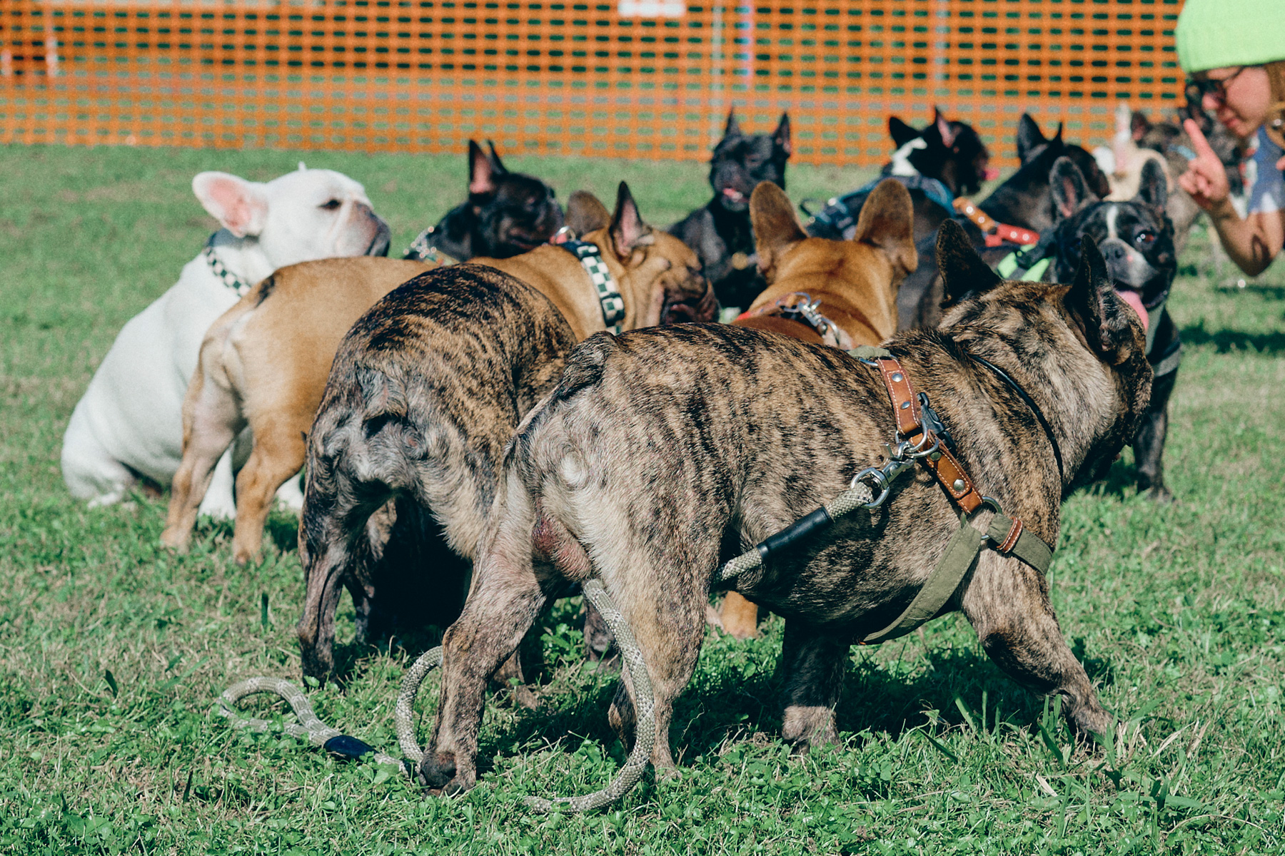 犬まみれ撮影会(French Bulldog)