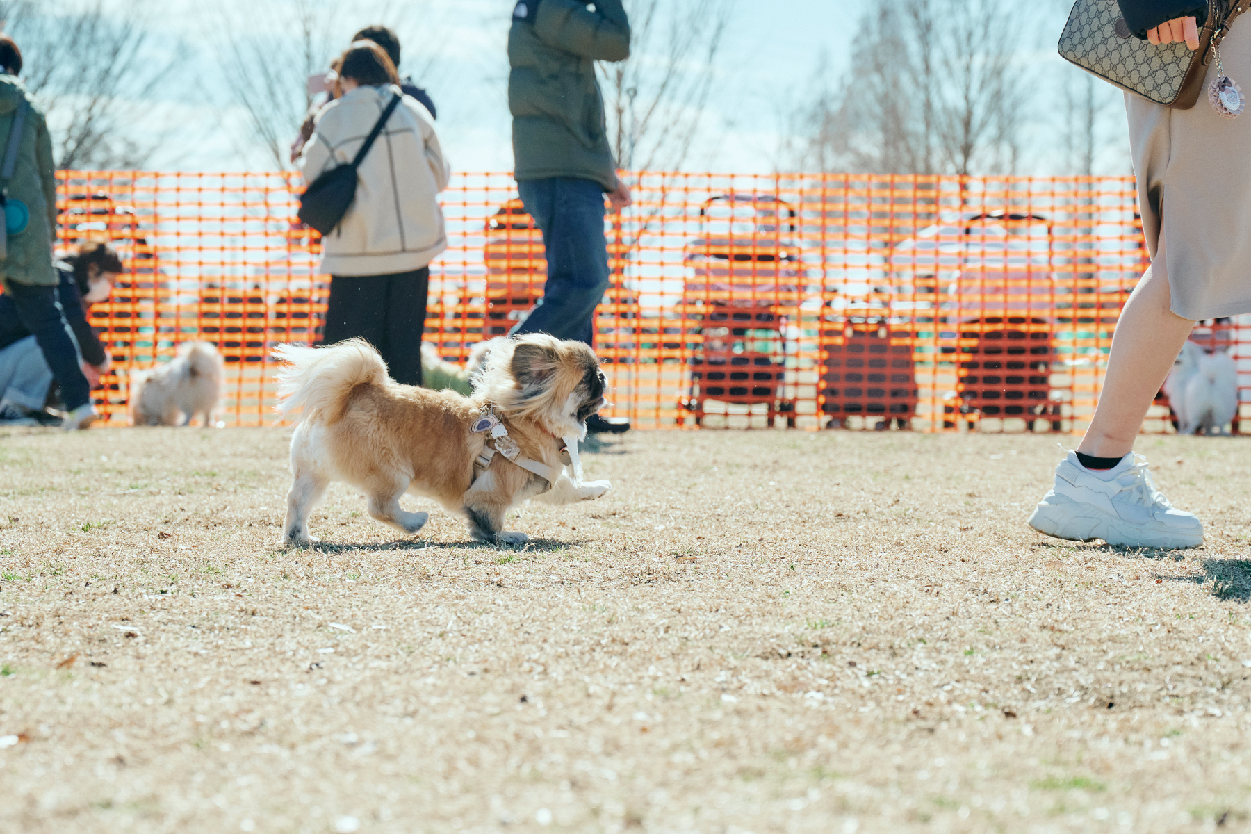 ドッグラン(Pekingese)