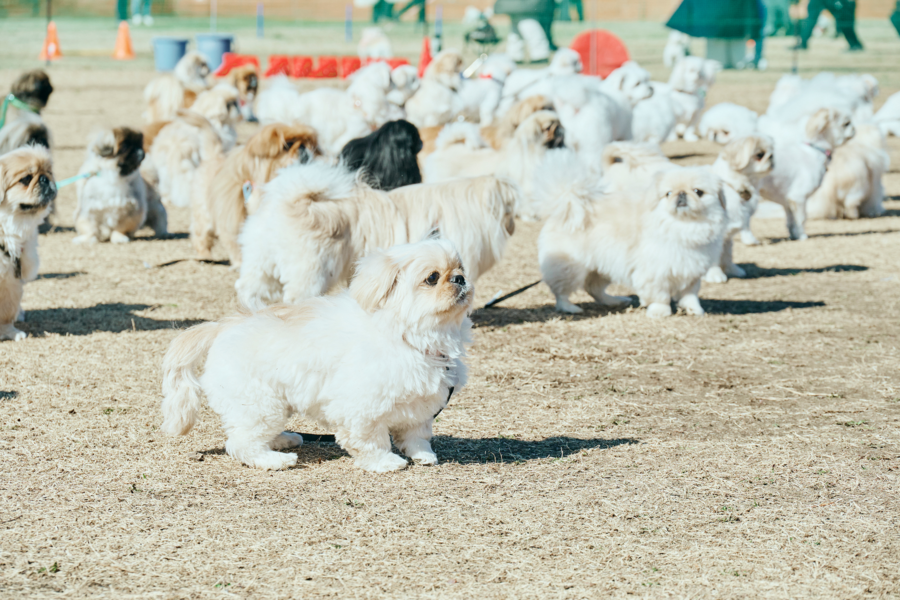 犬まみれ撮影会(Pekingese)