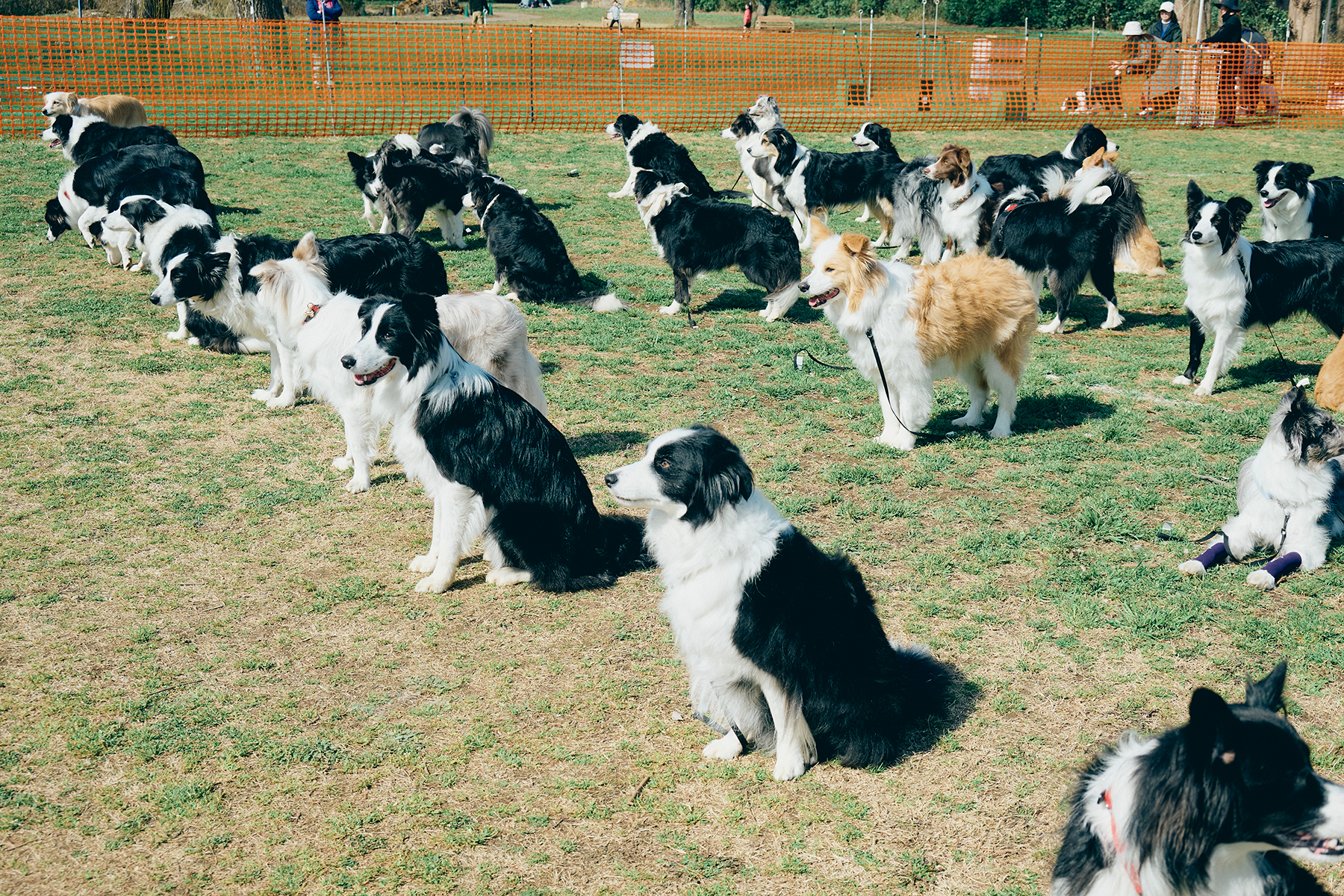 犬まみれ撮影会(Border Collie)