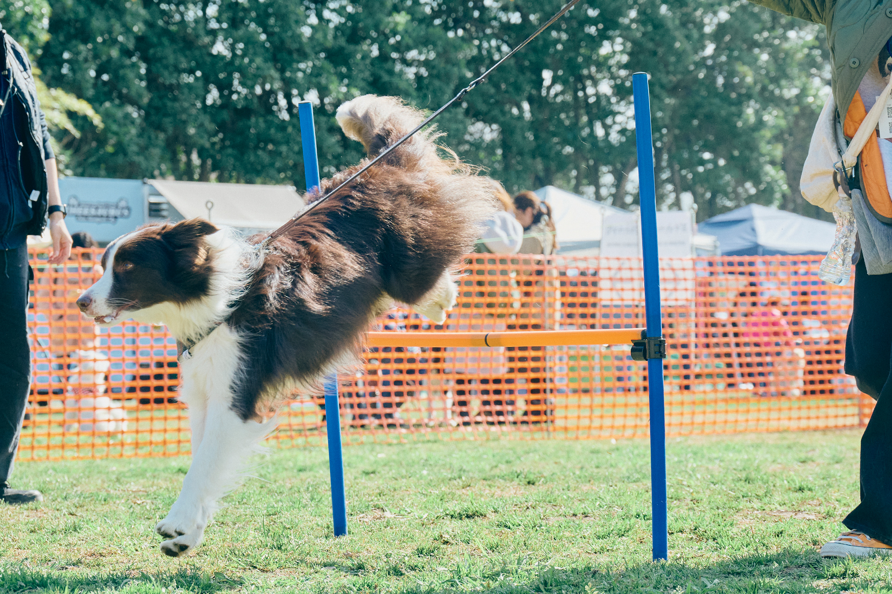 ハイジャンプ競技(Border Collie)