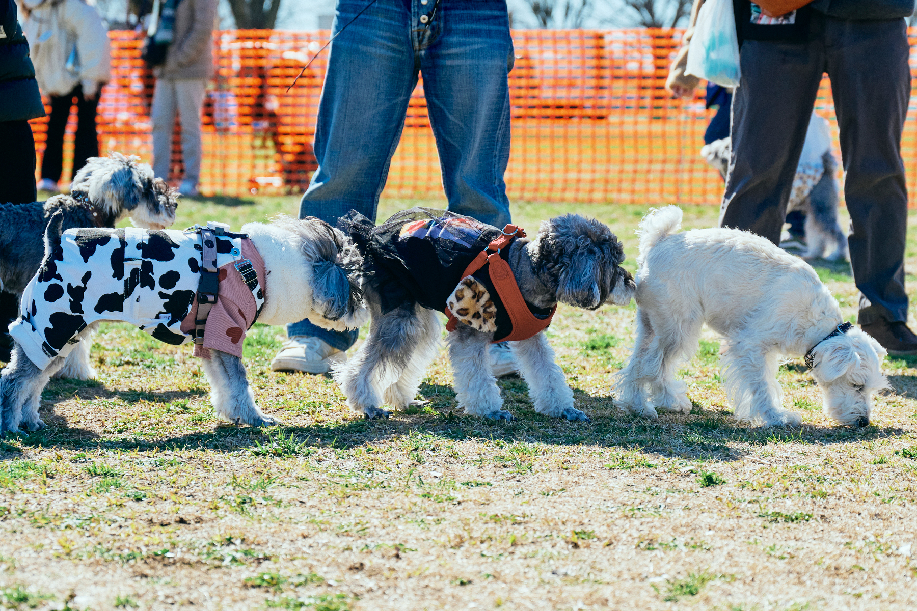 ドッグラン(Schnauzer)