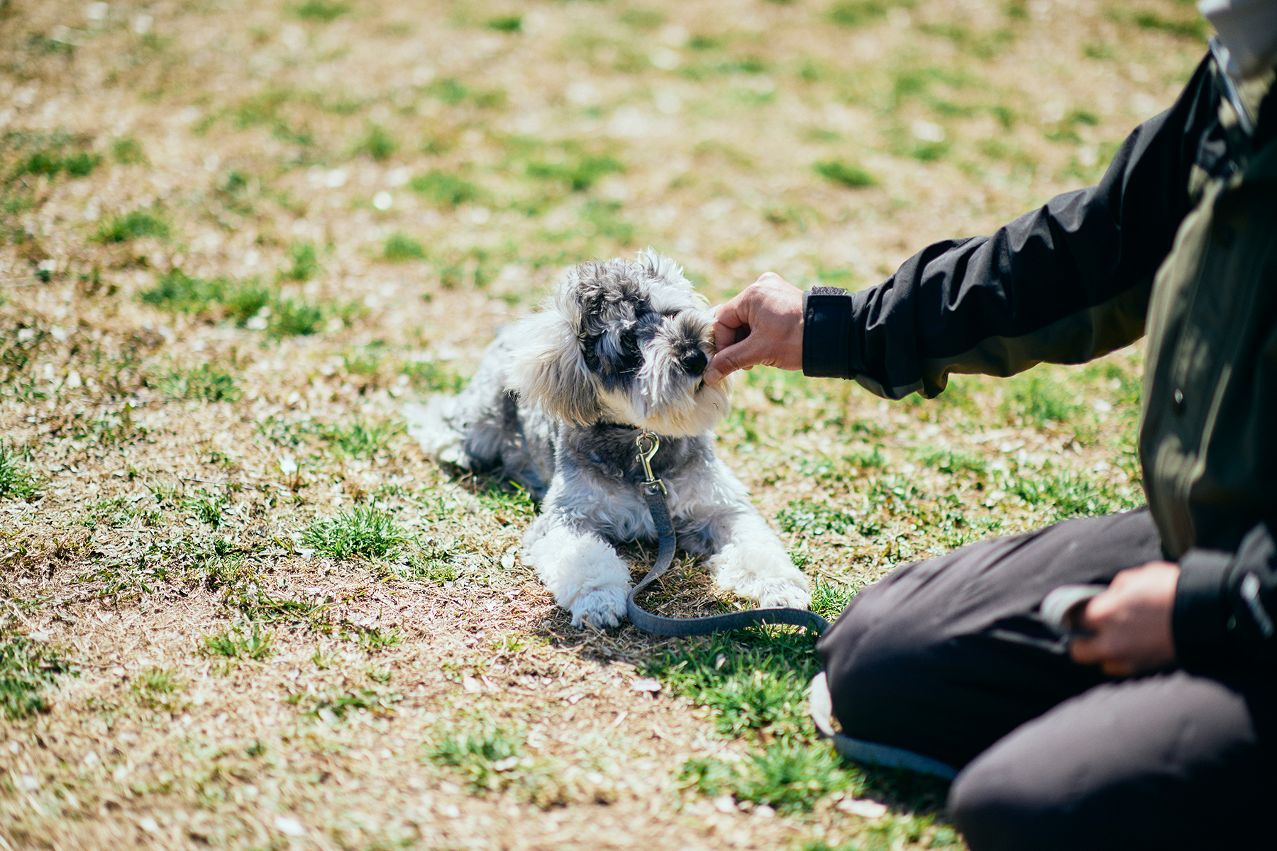 パピーセミナー(Schnauzer)