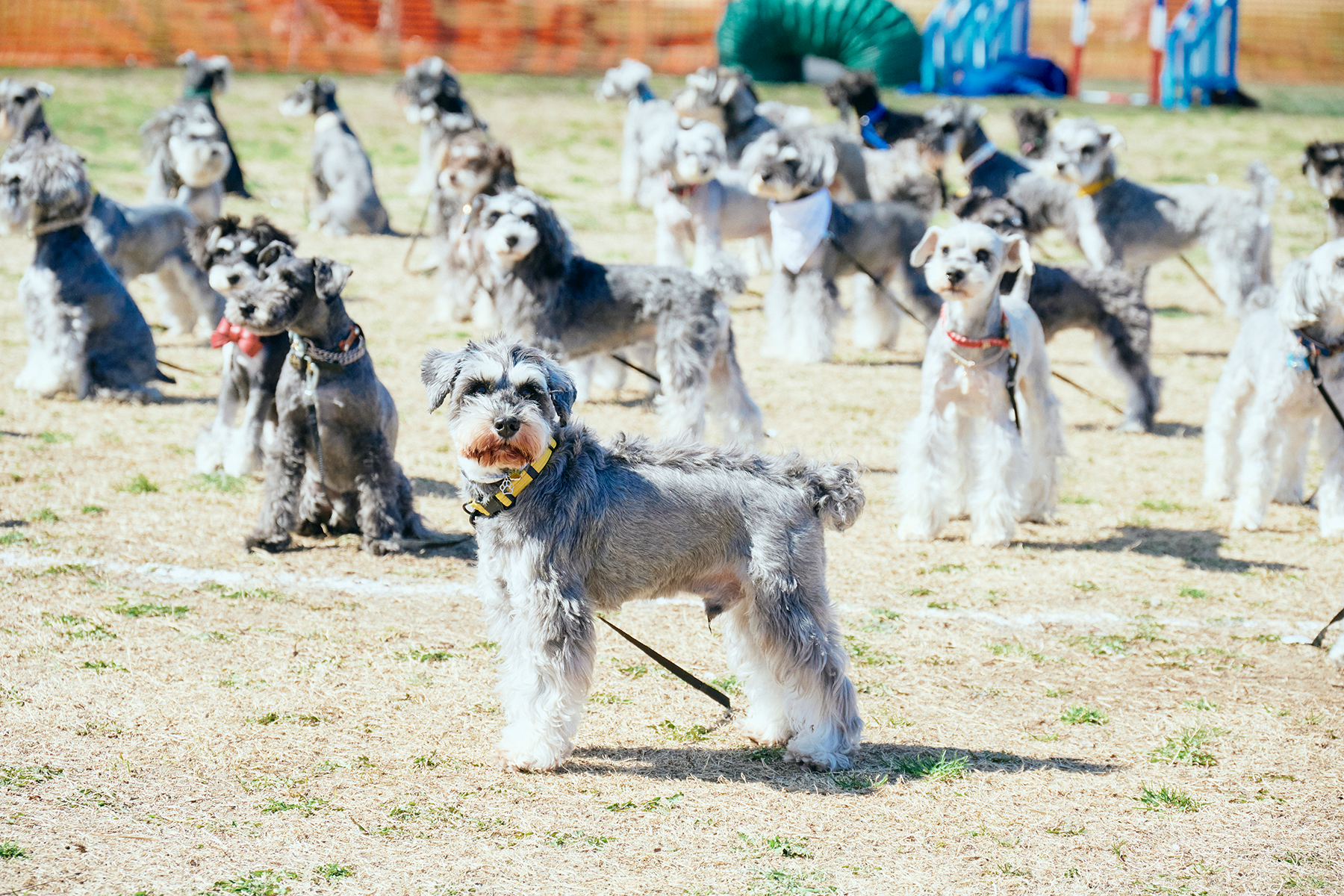 犬まみれ撮影会(Schnauzer)