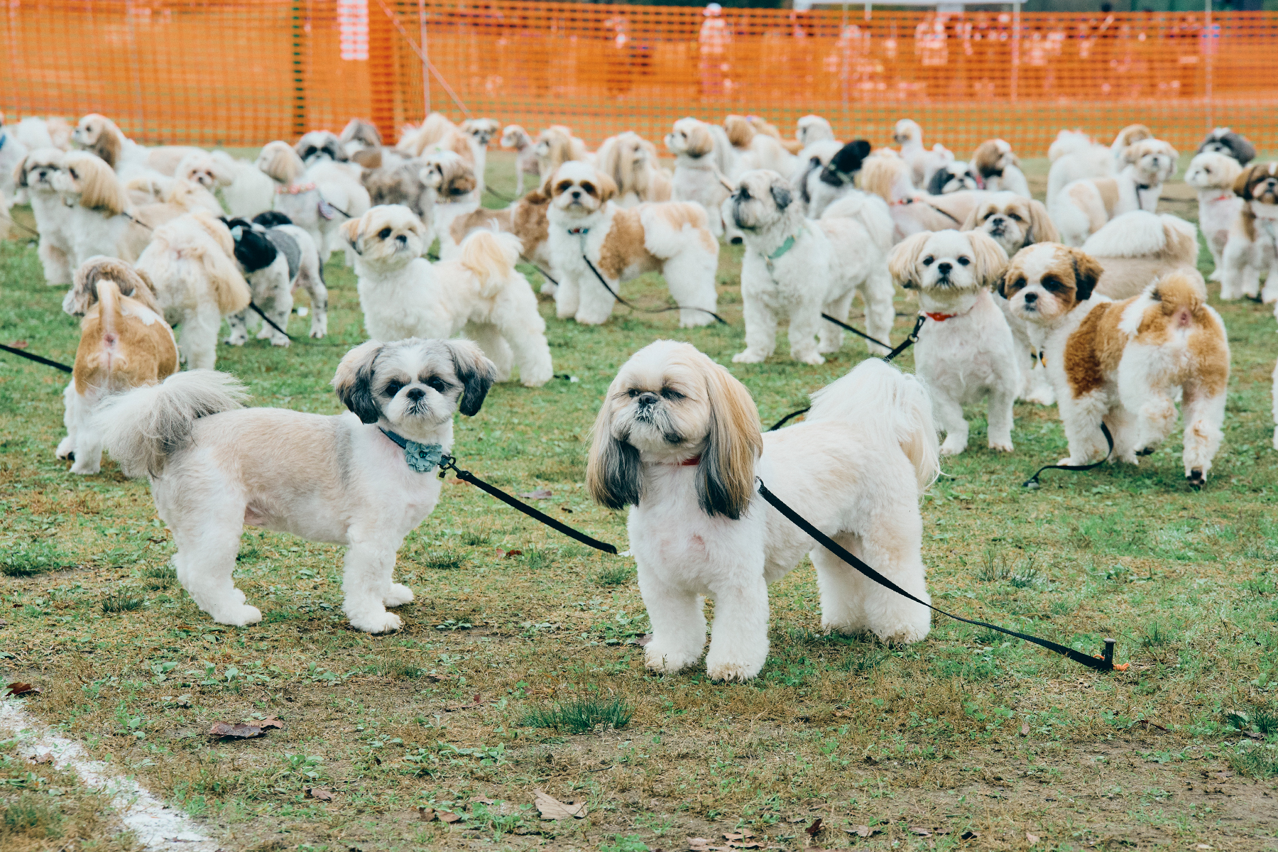 犬まみれ撮影会(Shih Tzu)