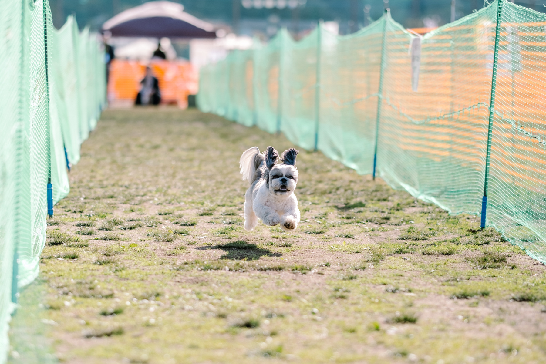 50mスプリント・50ｍハードル走結果発表(Shih Tzu)