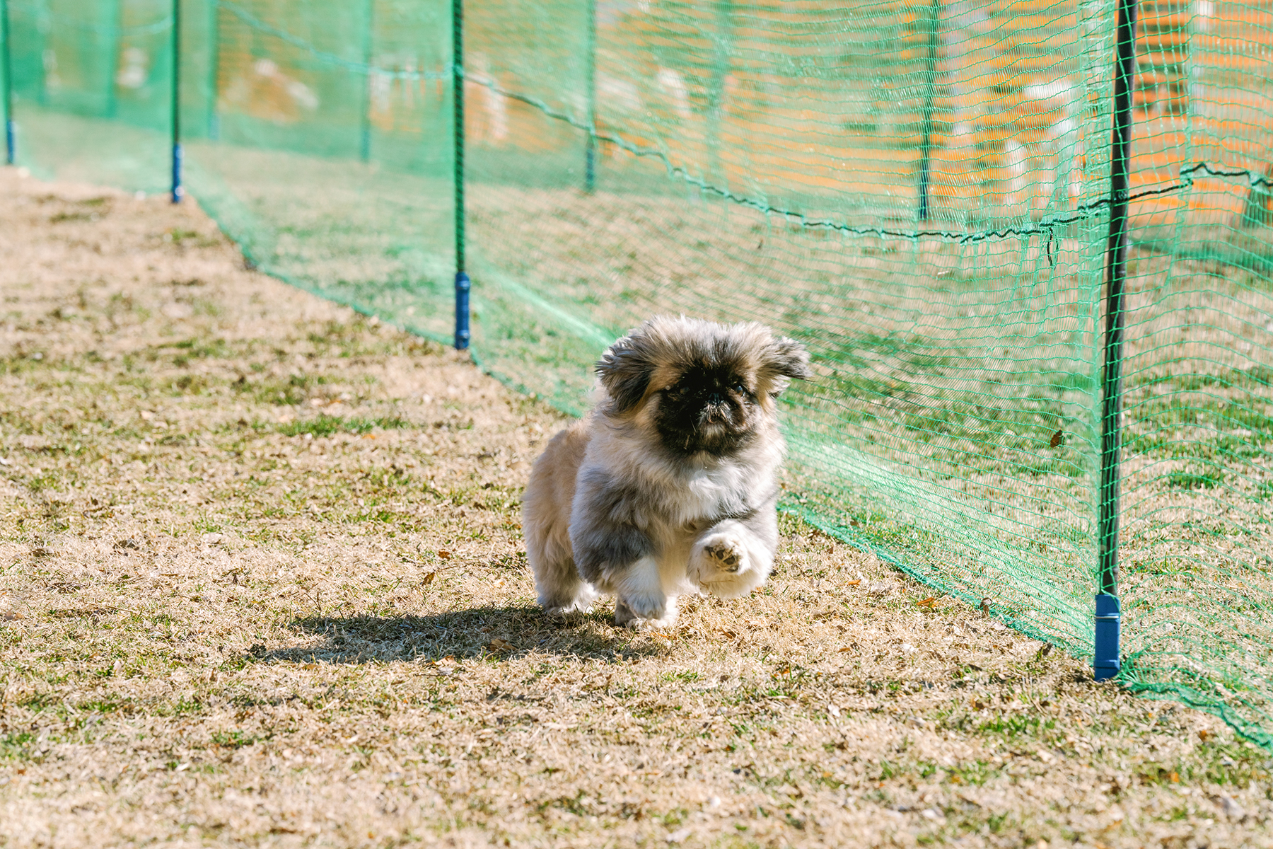 50mスプリント&ハードル走(Pekingese)