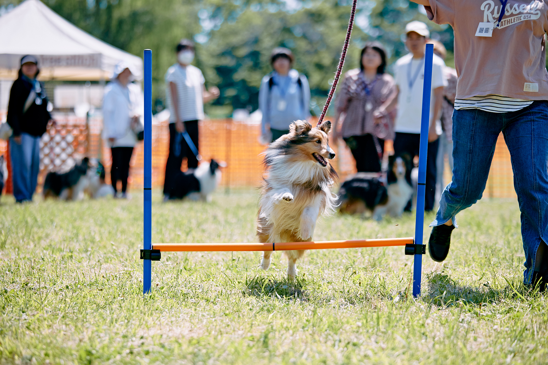 しょうがいぶつ競走(Shetland Sheepdoga)