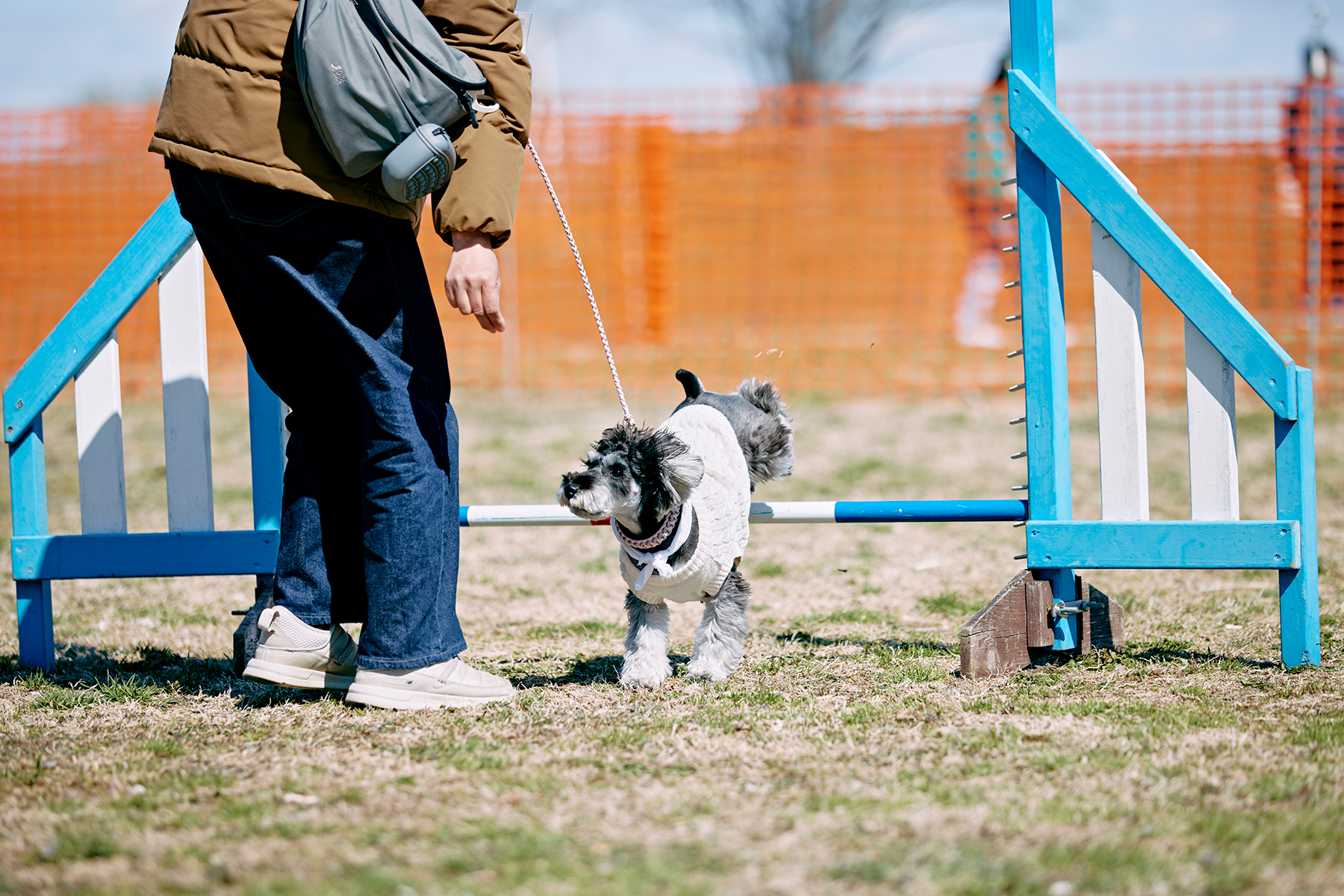 しょうがいぶつ競走(Schnauzer)