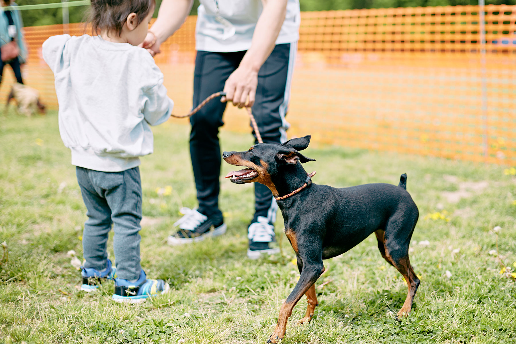 家族写真撮影(Pinscher)