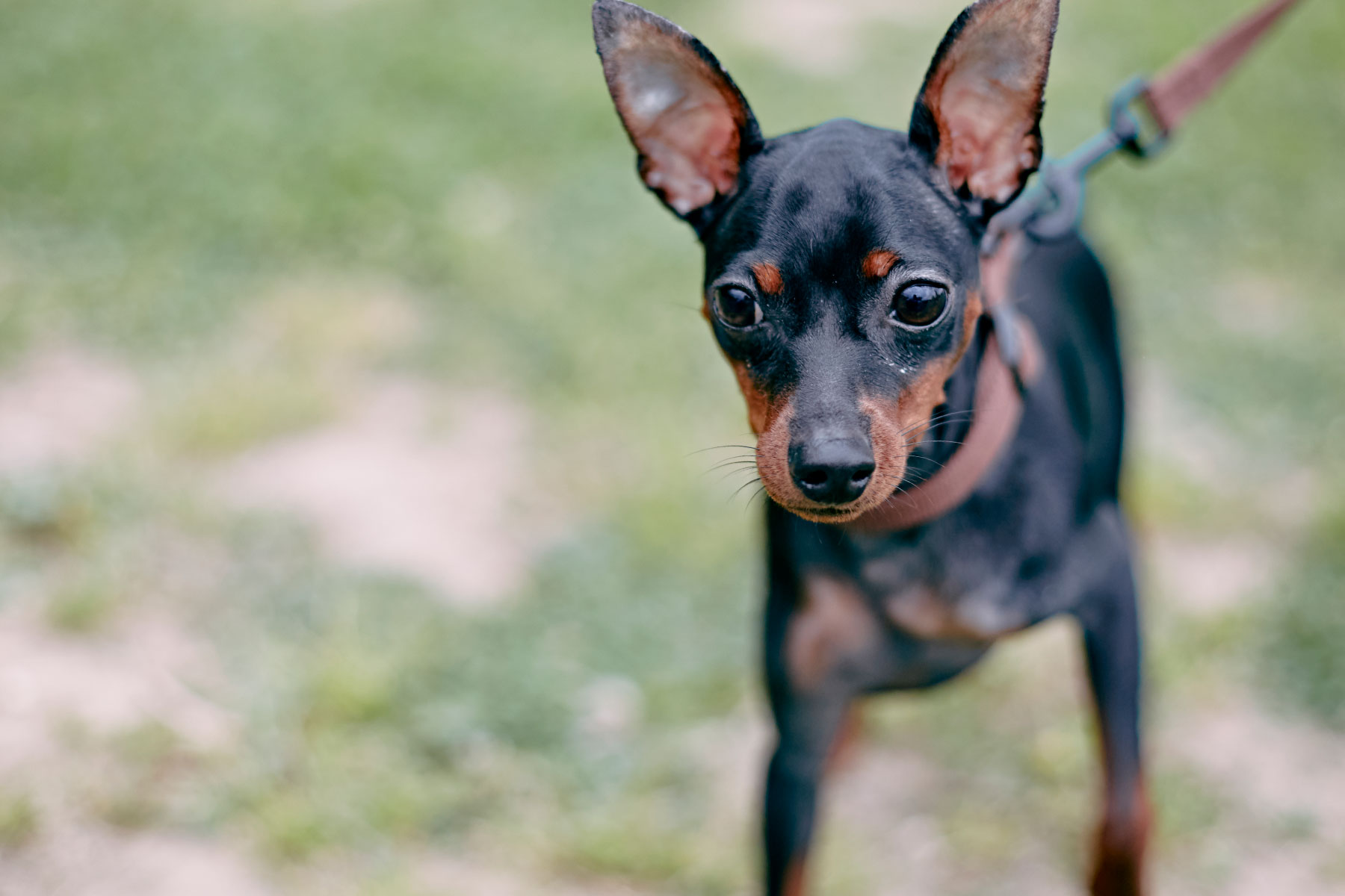 パピーセミナー(Pinscher)