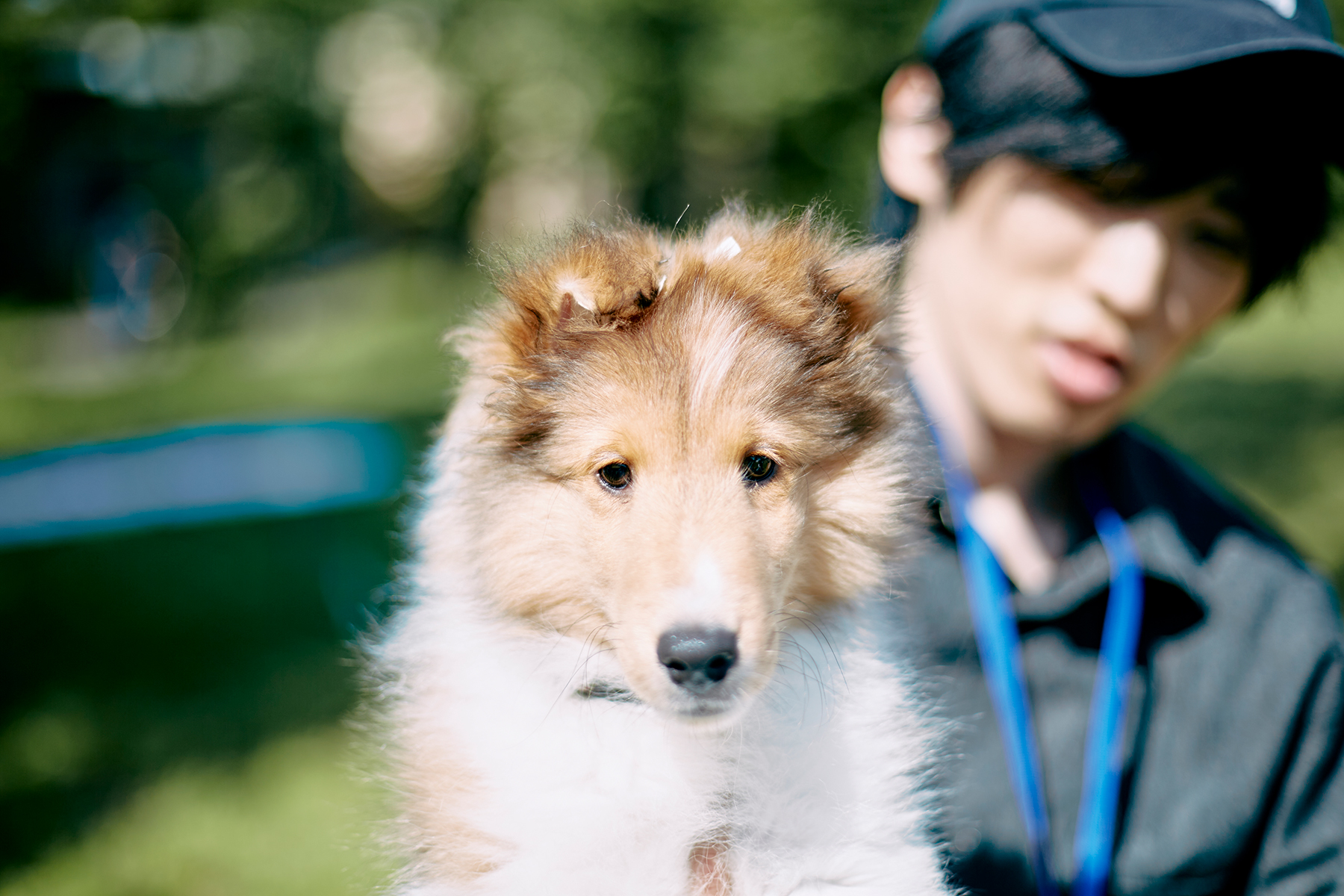 パピーセミナー(Shetland Sheepdog)