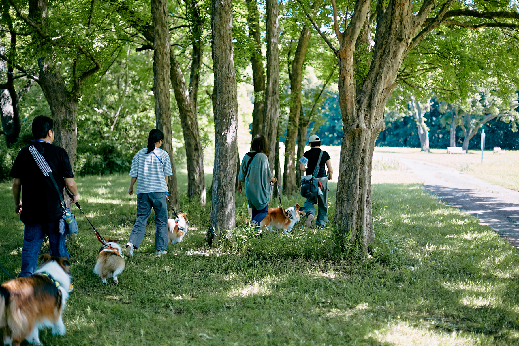 フィールドコンテンツ紹介(Shetland Sheepdog)