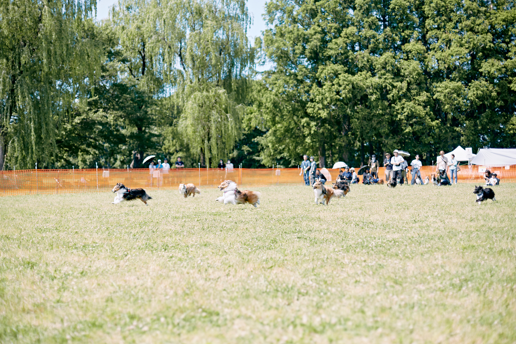 30mレース(Shetland Sheepdog)