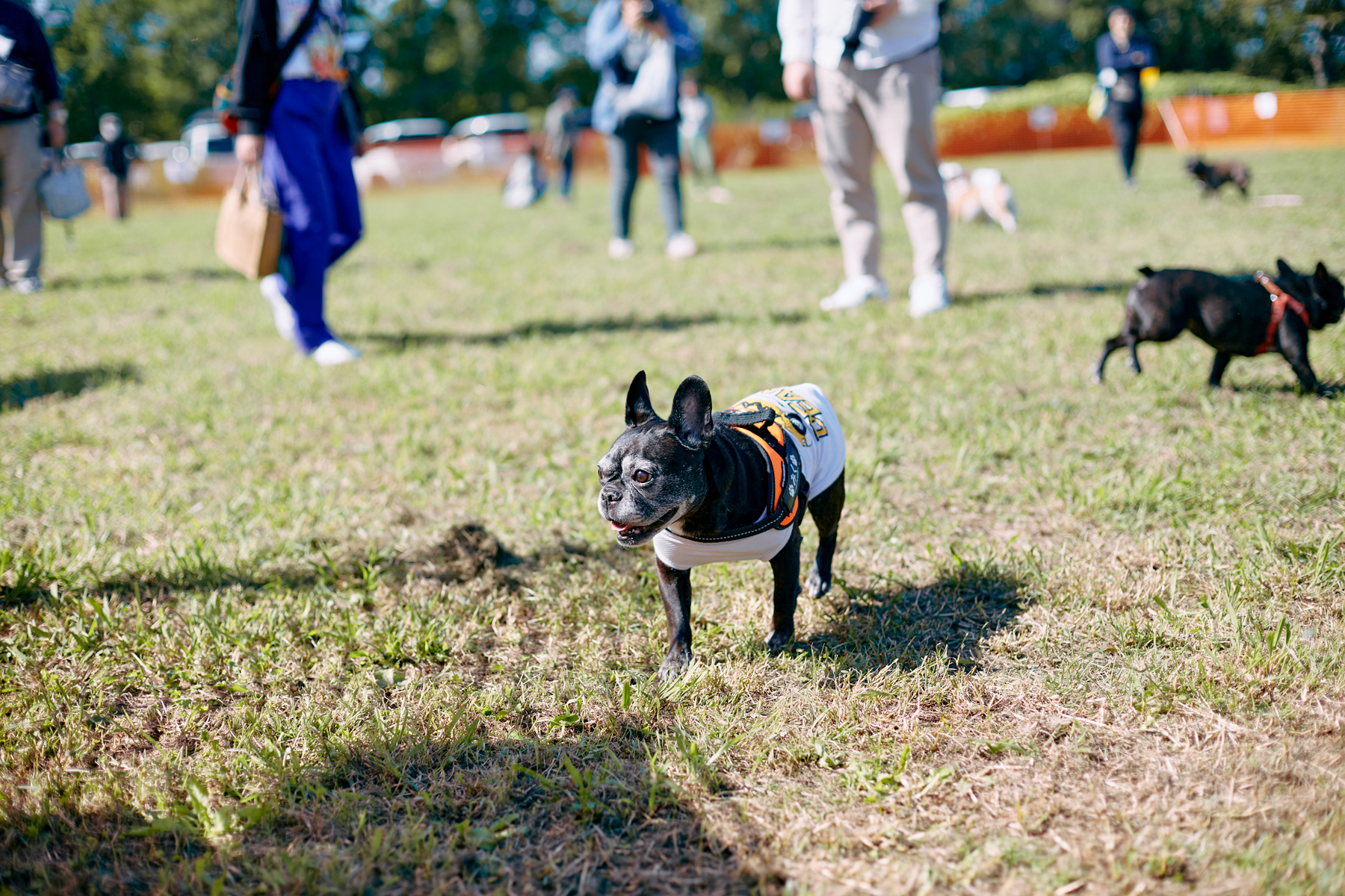 ドッグラン(French Bulldog)