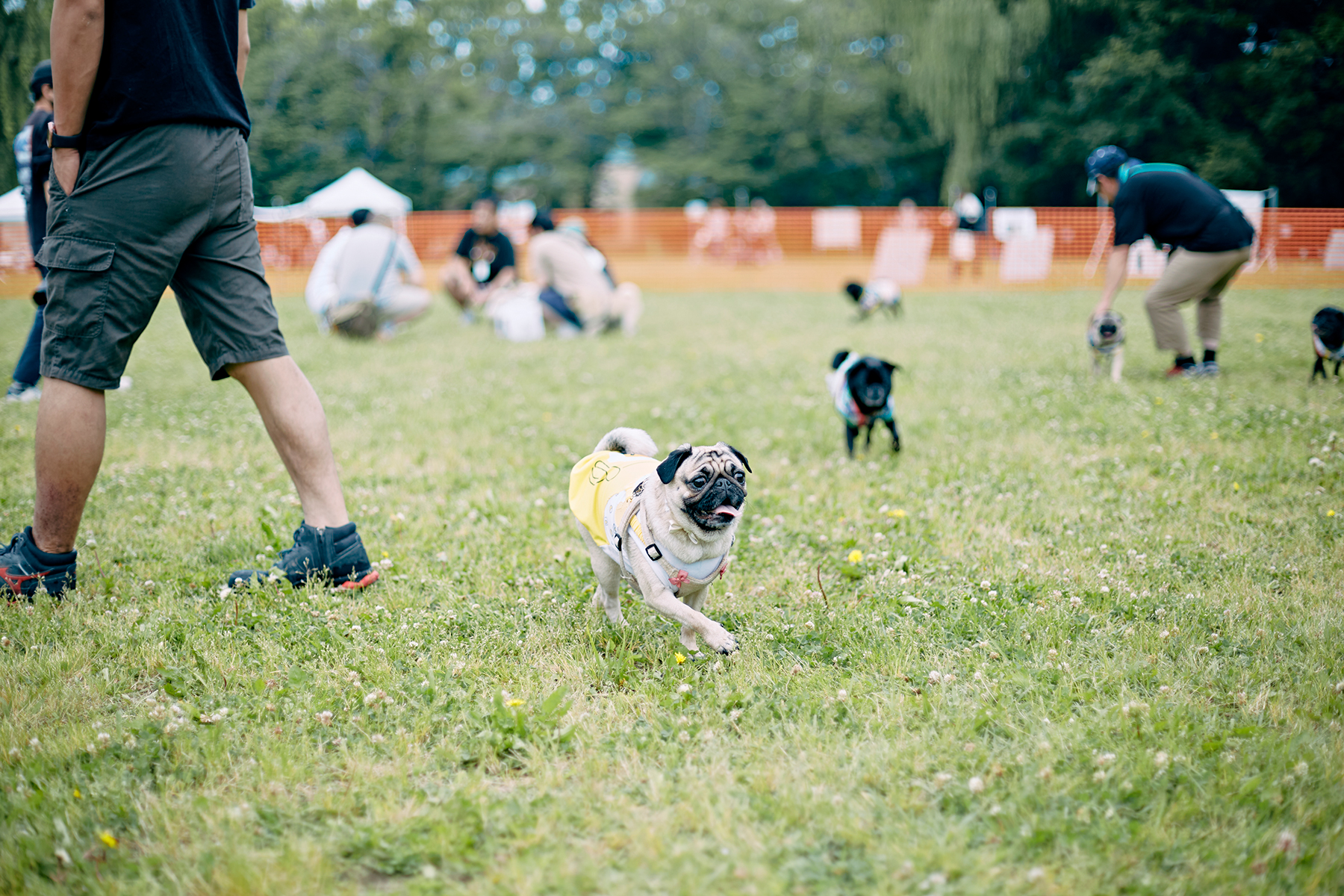 ドッグラン(Pug)