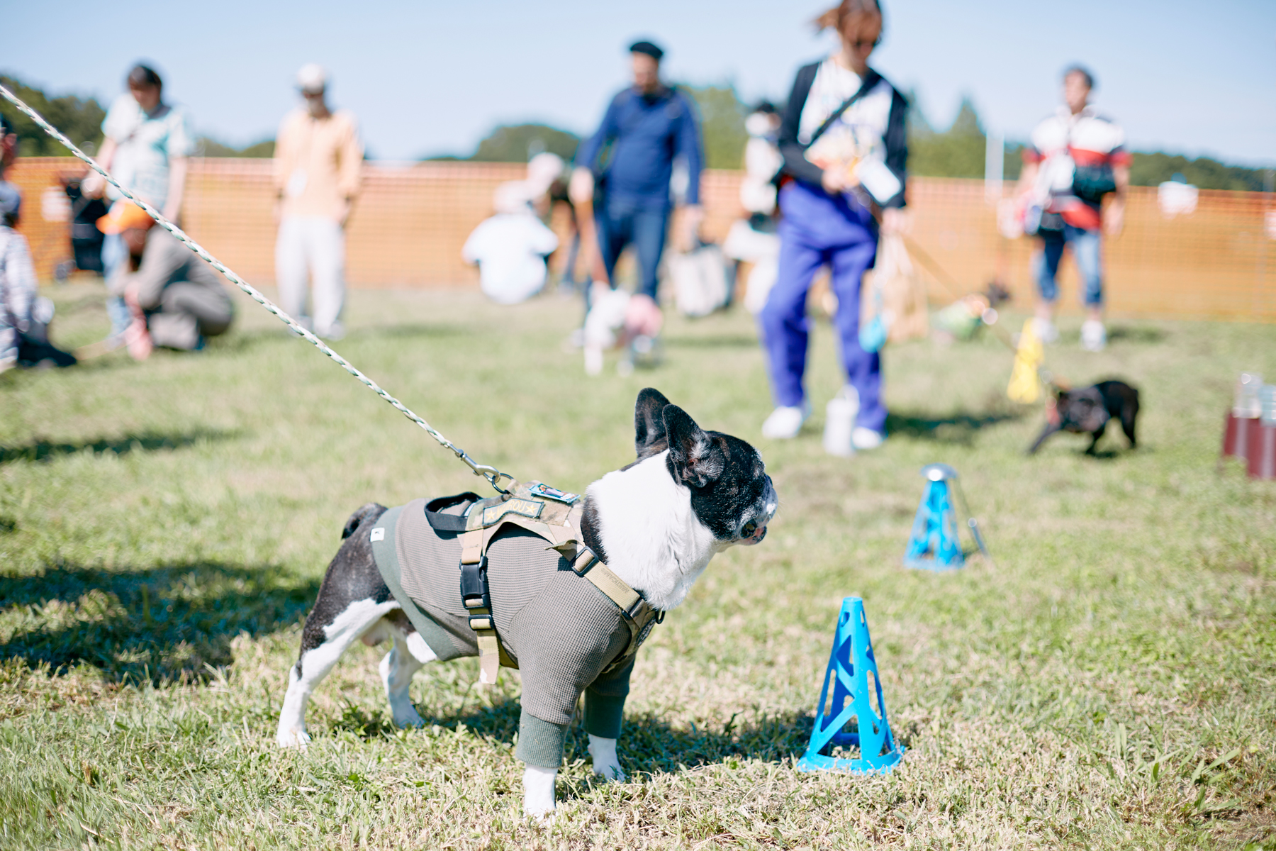 しょうがいぶつ競走(French Bulldog)