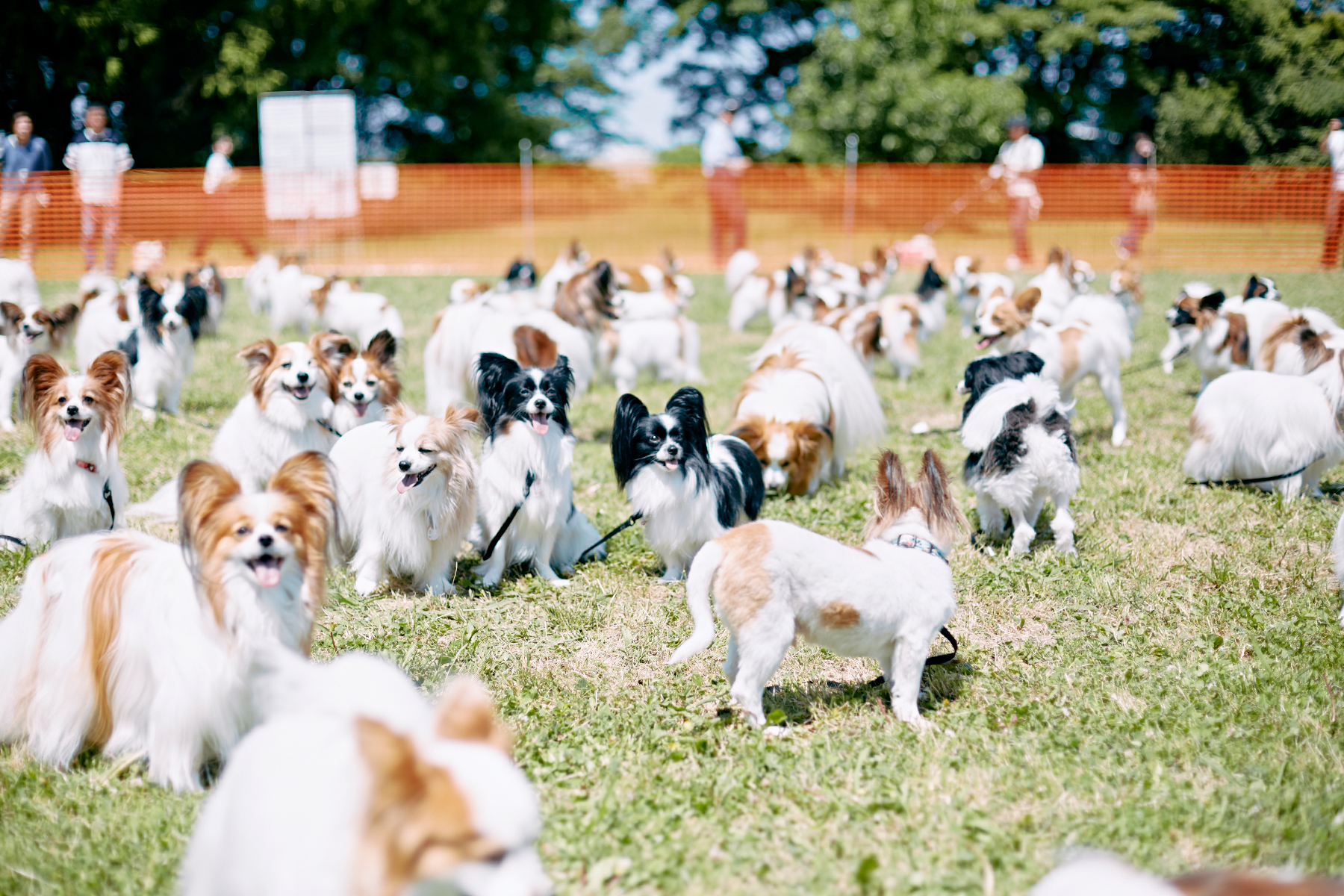 犬まみれ撮影会(Papillon)