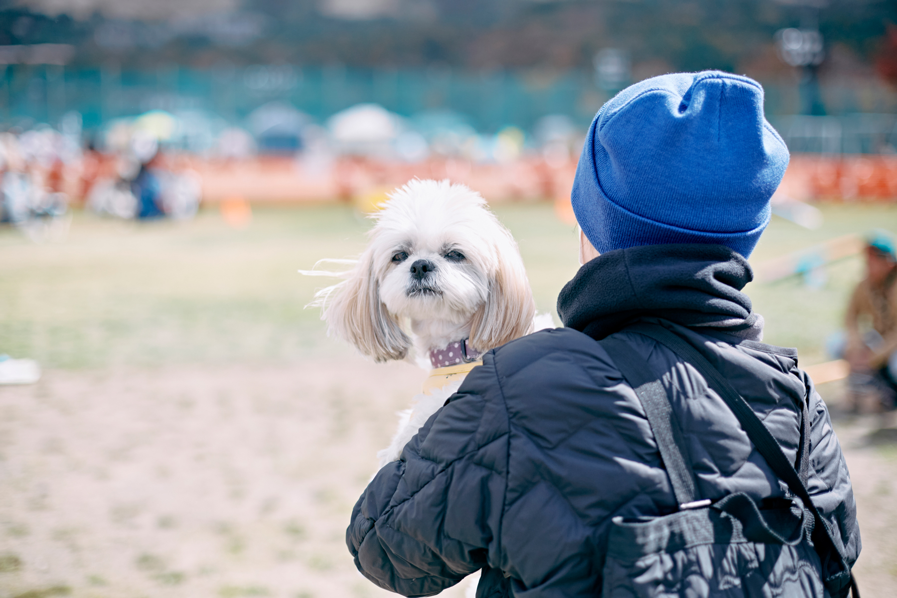 家族写真撮影(Shih Tzu)