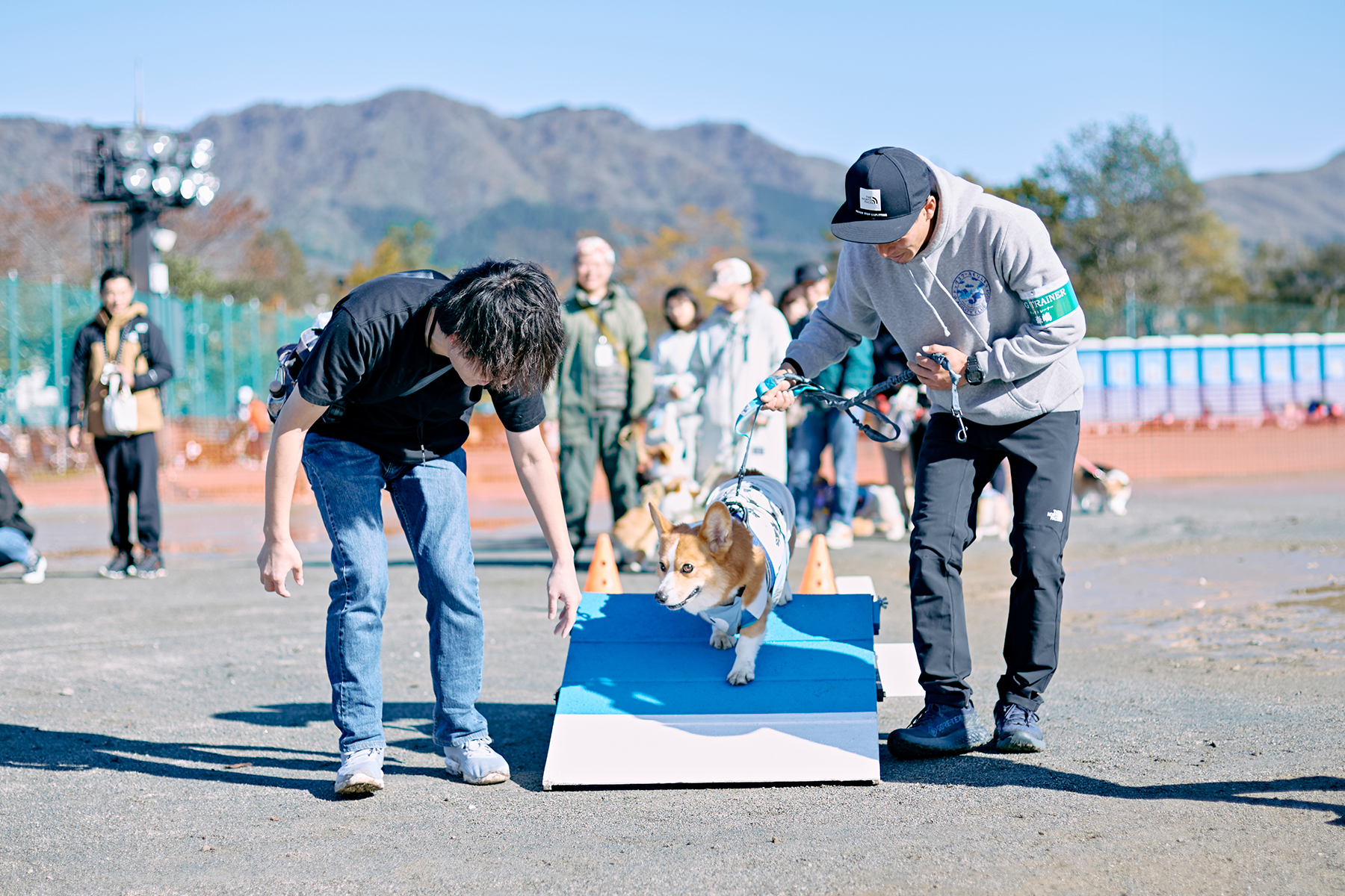 フィールドコンテンツ紹介(Corgi)