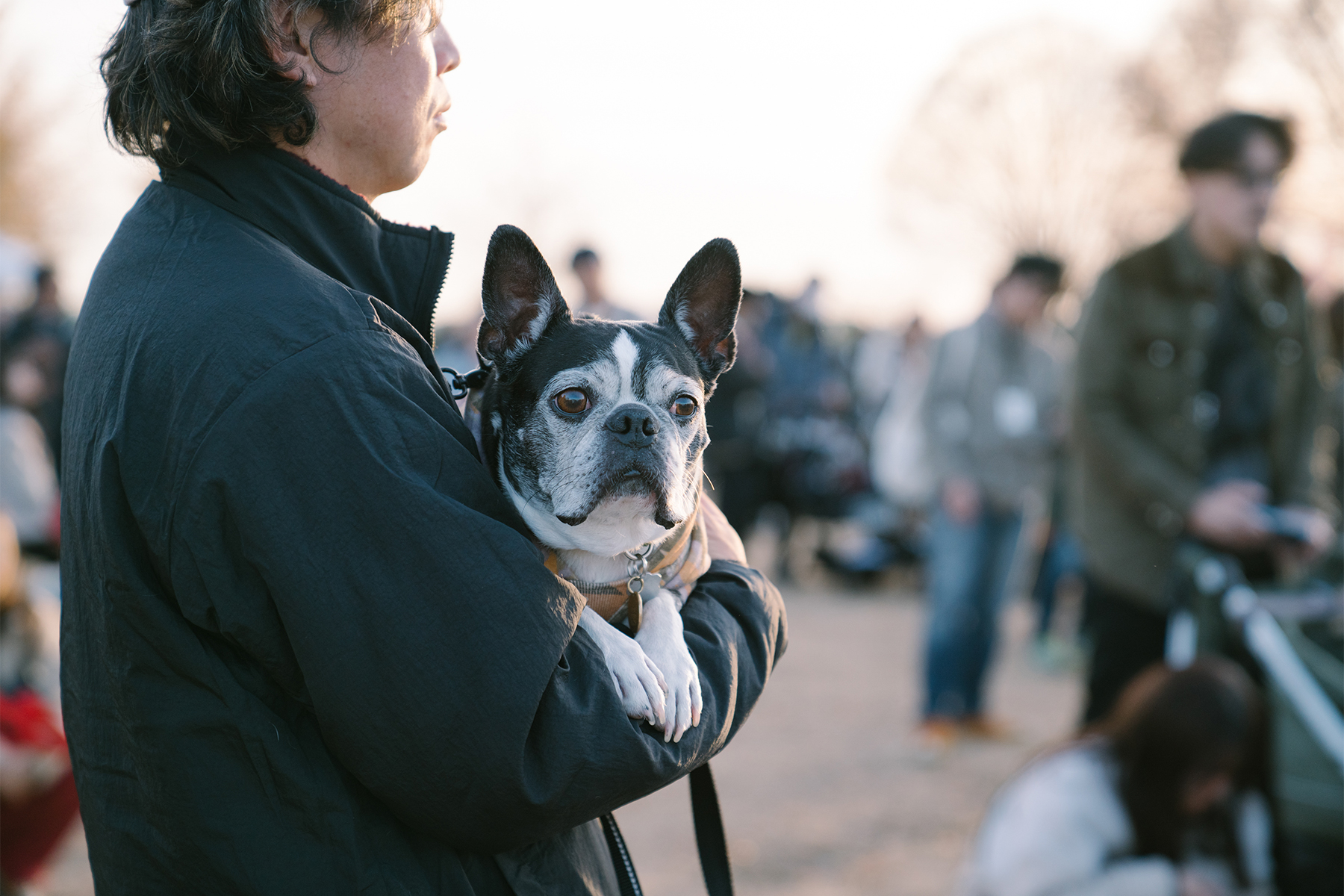 シニア期に向けてこれからできること&今やっておきたいこと(Boston Terrier)